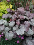 (1 Gallon) Heuchera Dolce® Silver Gumdrop Ppaf Coral Bells Proven Winners®