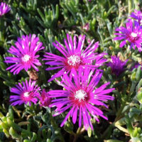 Hardy Ice Plant perennial Delosperma cooperi