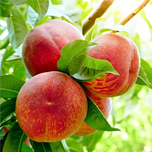 Harvester Peach Tree