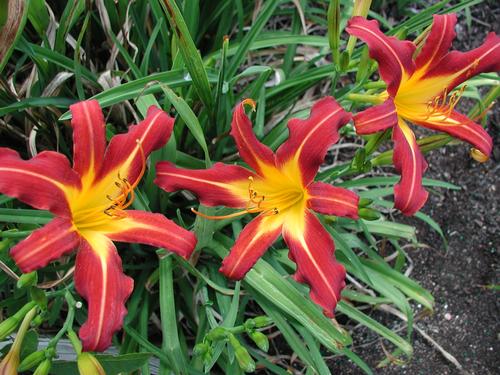 Hemerocallis 'Autumn Red' Daylily. Single Blooms Are Red with a Brilliant Gold Throat.
