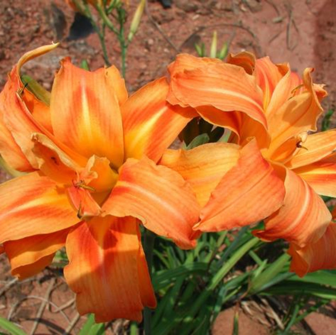 Hemerocallis Fulva Kwanso Double Orange Daylily