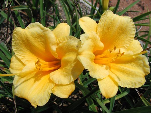 Hemerocallis 'Stella De Oro' Daylily