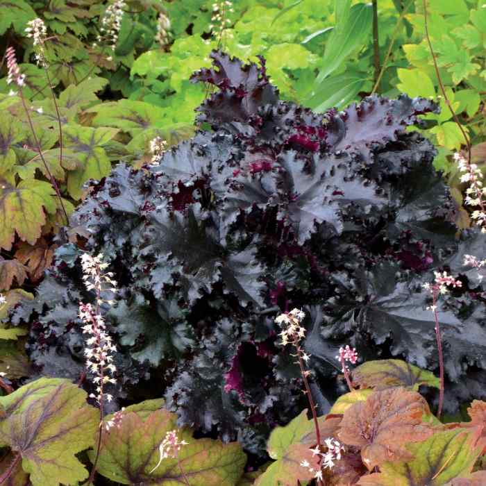 Heuchera ‘Black Taffeta’