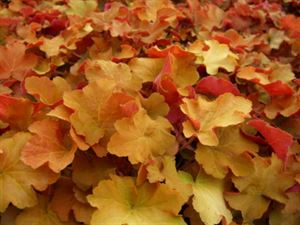 Heuchera  Villosa 'Caramel' Coral Bells- Evergreen, Leaves Emerge Gold In Spring, Progress To Amber and Peach