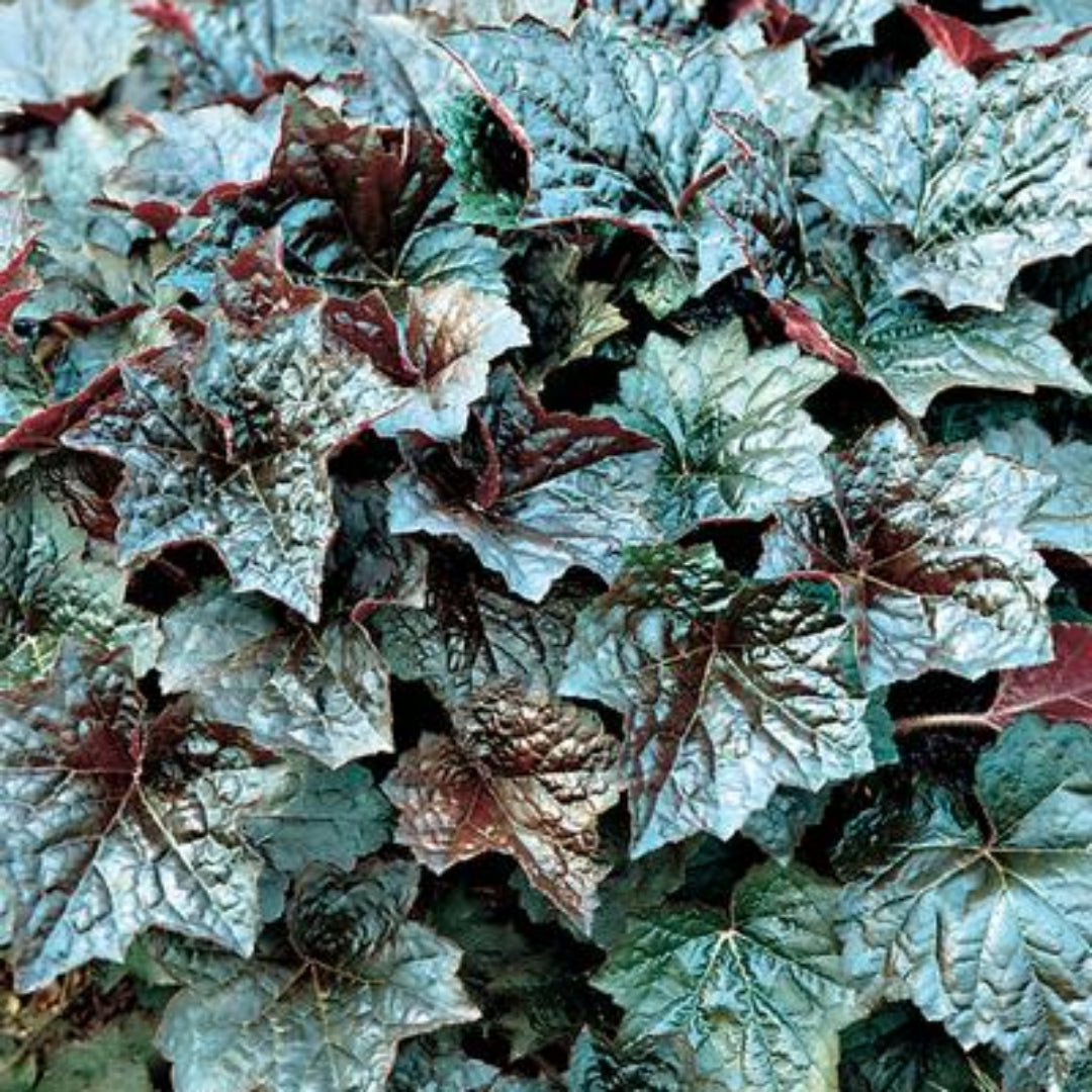 Heuchera Micrantha &