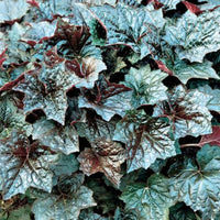 Heuchera micrantha Palace Purple garden perennial