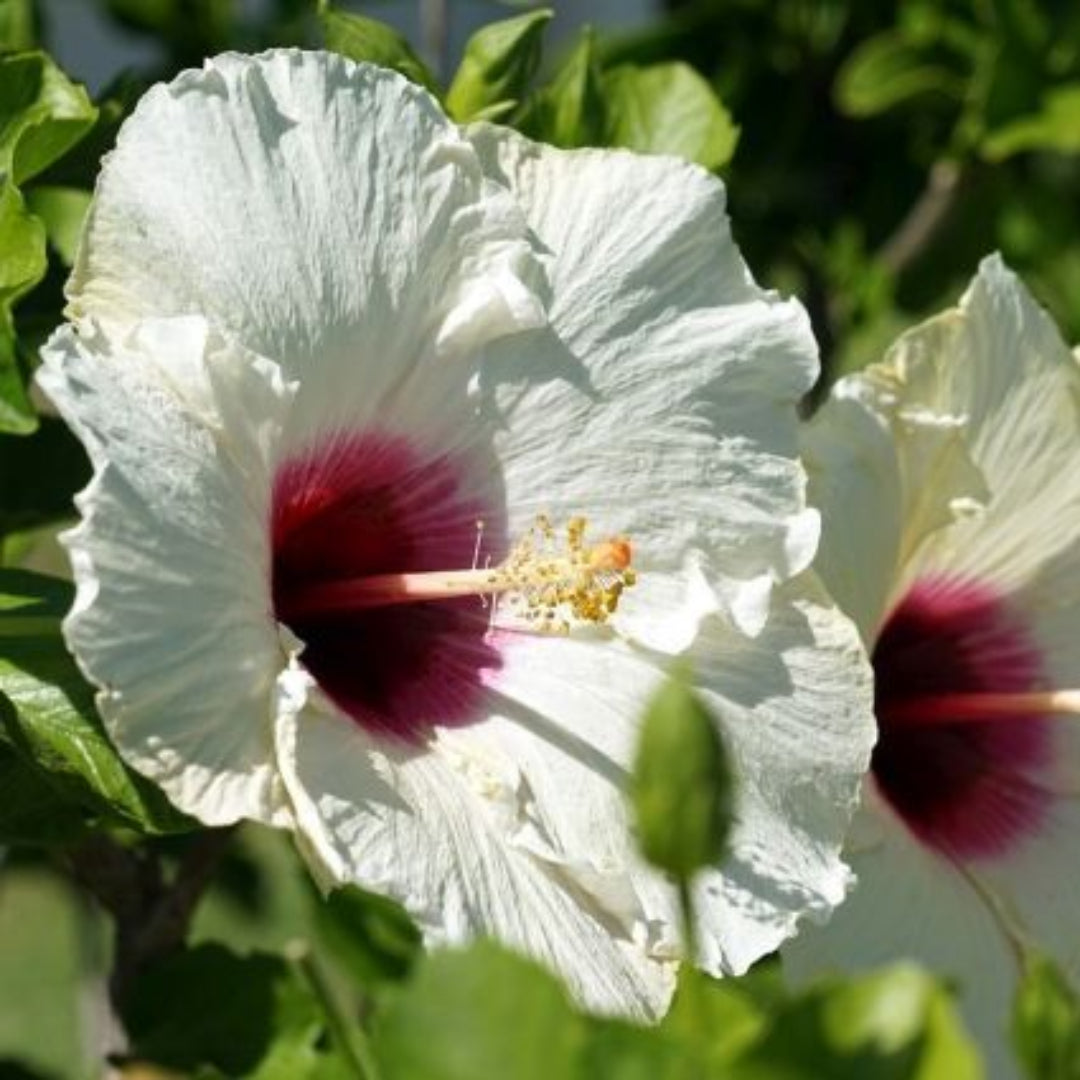 Hibiscus &