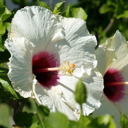 Hibiscus &