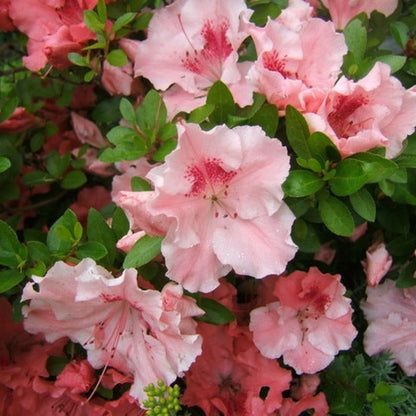 Hilda Niblett Azalea- Huge 4&quot; Soft Pink Blooms, Dwarf, Evergreen Shrub, Cold Hardy