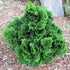Hinoki Cypress is An Interesting Evergreen Plant To Look At and is Great For Making Bonsai.