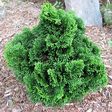 Hinoki Cypress is An Interesting Evergreen Plant To Look At and is Great For Making Bonsai.
