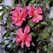 Camellia Hiryu-Gorgeous Pink Round Blooms