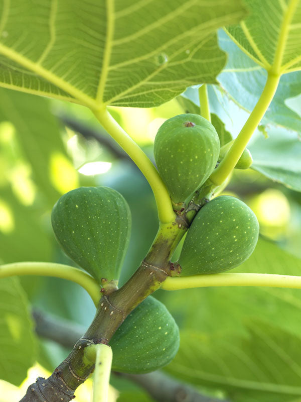 Italian Honey Fig Tree -  Yellow Skinned Figs With Very Sweet, Amber Colored Flesh