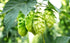Hop Plant - Used for Making Beer
