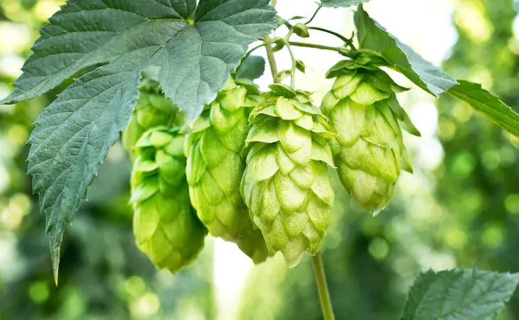 Hop Plant - Used for Making Beer