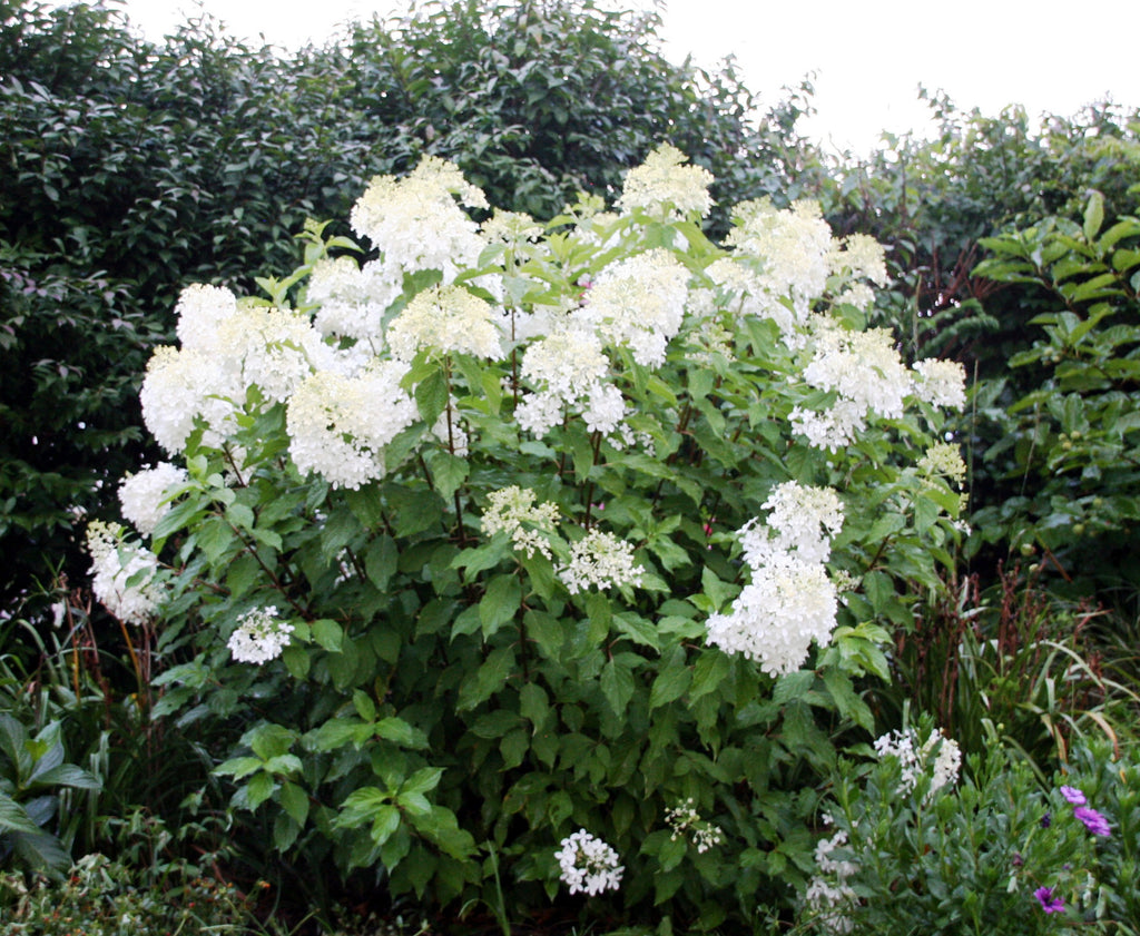 Phantom Hydrangea , Flower Clusters Over a Foot,Cold Hardy (-30 To-40F),Take Full Sun
