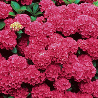 Hydrangea macrophylla Ada Lynn variety featuring bright pink flower clusters