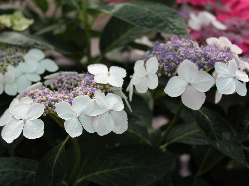 Tokyo Delight Hydrangea- Outstanding, Elegant, Lacecap Hydrangea, Bears Many Broad, Produces Large Flower Clusters