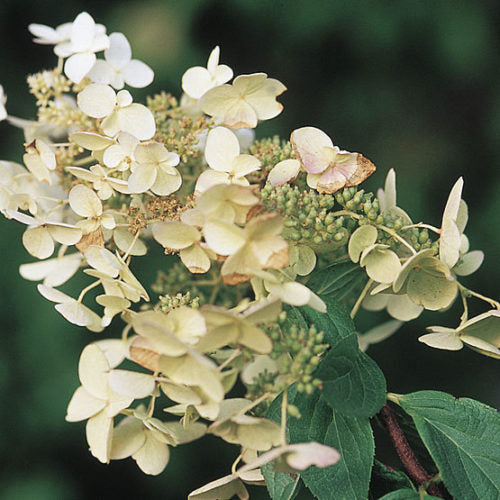 Unique Panicle Hydrangea