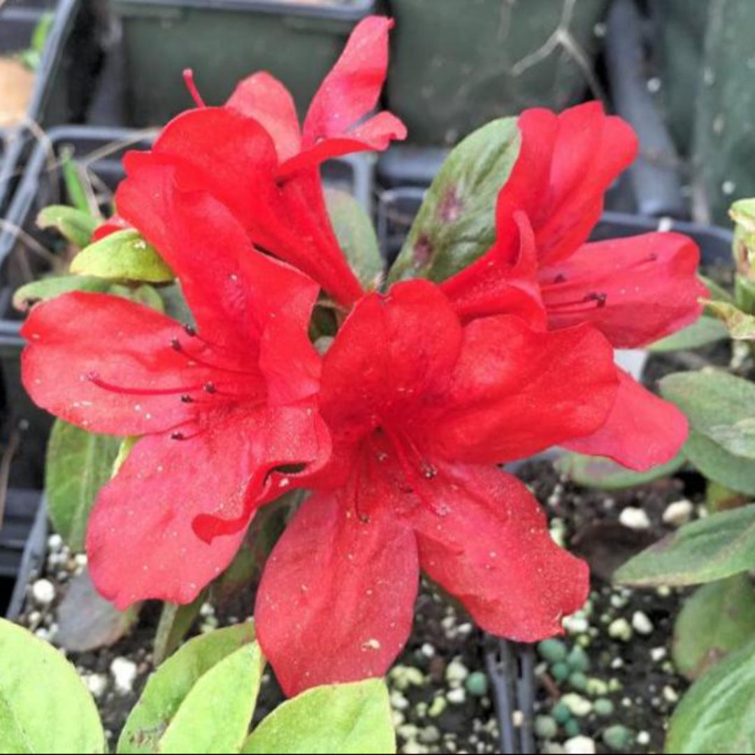 Midnight-Flare-Hybrid Azalea