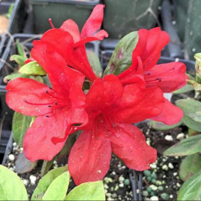 Midnight-Flare-Hybrid Azalea