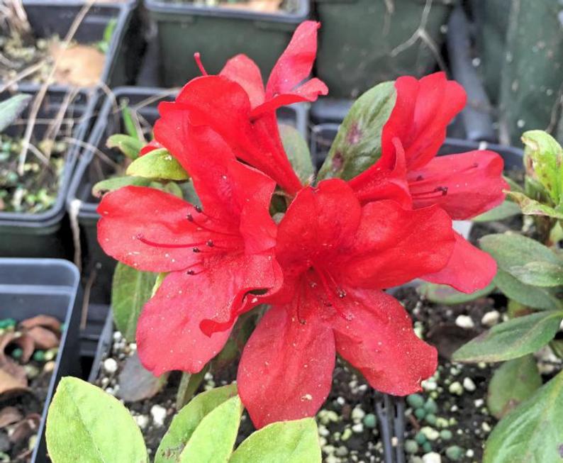 Midnight-Flare-Hybrid Azalea