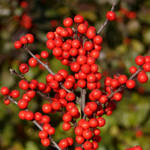 Red Winterberry Holly - Winterberry Plants For Sale