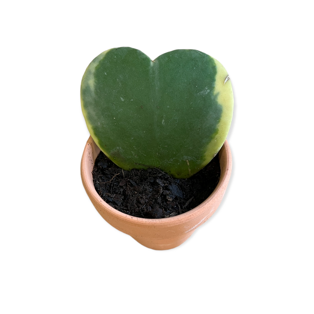 Variegated Hoya Heart (Live Plant)