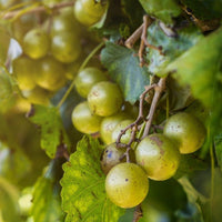 Scuppernong grape vine with healthy green leaves growing in garden