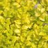 Sunshine Ligustrum
