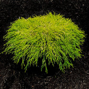 Paul'S Gold Cypress- Dwarf Mounding Habit. Loose, Drooping Foliage Holds Its Color Well All Year Long