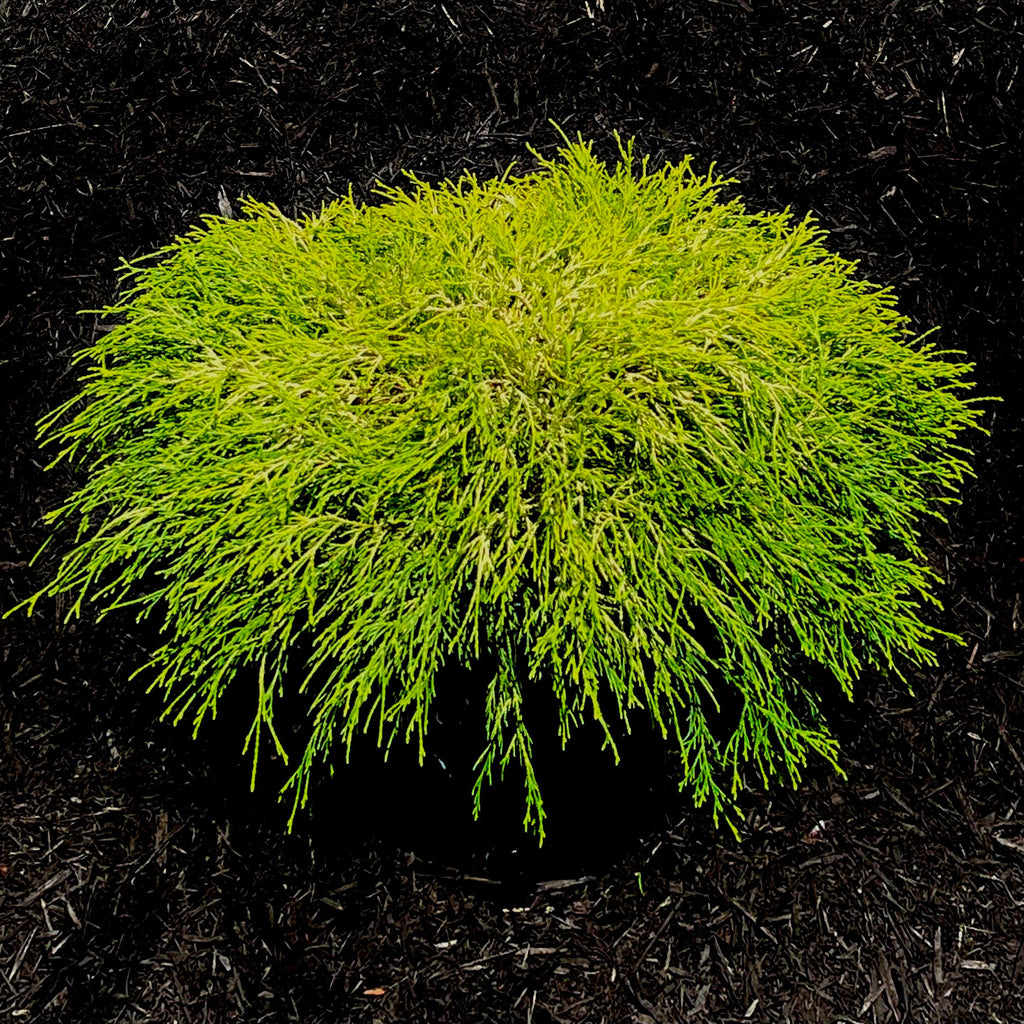 Paul'S Gold Cypress- Dwarf Mounding Habit. Loose, Drooping Foliage Holds Its Color Well All Year Long