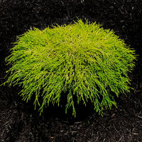 Paul'S Gold Cypress- Dwarf Mounding Habit. Loose, Drooping Foliage Holds Its Color Well All Year Long