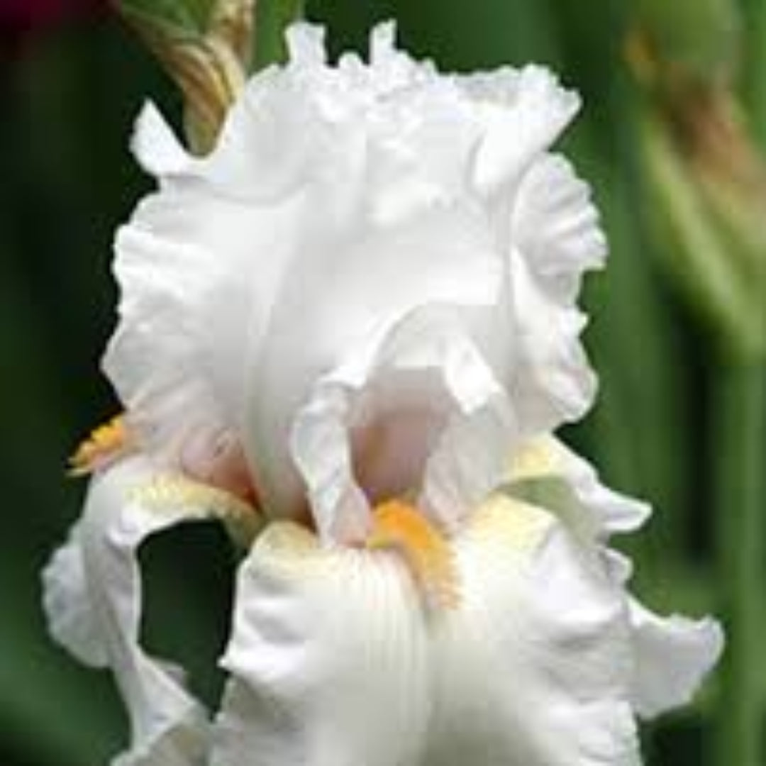 (1 Gallon) Iris Germanica Immortality