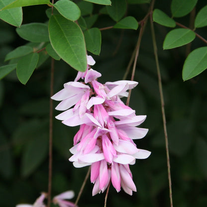 Indigofera Decora shrub with pink summer flowers
