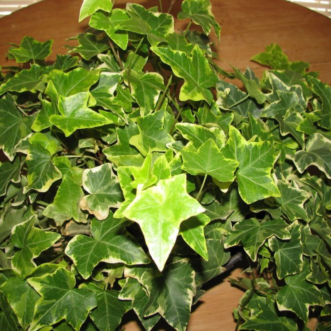 (10 Count Flat 4" Pots) &