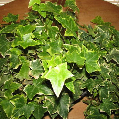 (10 Count Flat 4" Pots) &