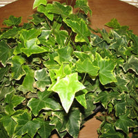 (10 Count Flat 4" Pots) 'Ingelise' Ivy", Variegated Needlepoint Ivy, Ood For Topiaries
