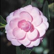Camellia In The Pink-Showy Pink Round Blooms