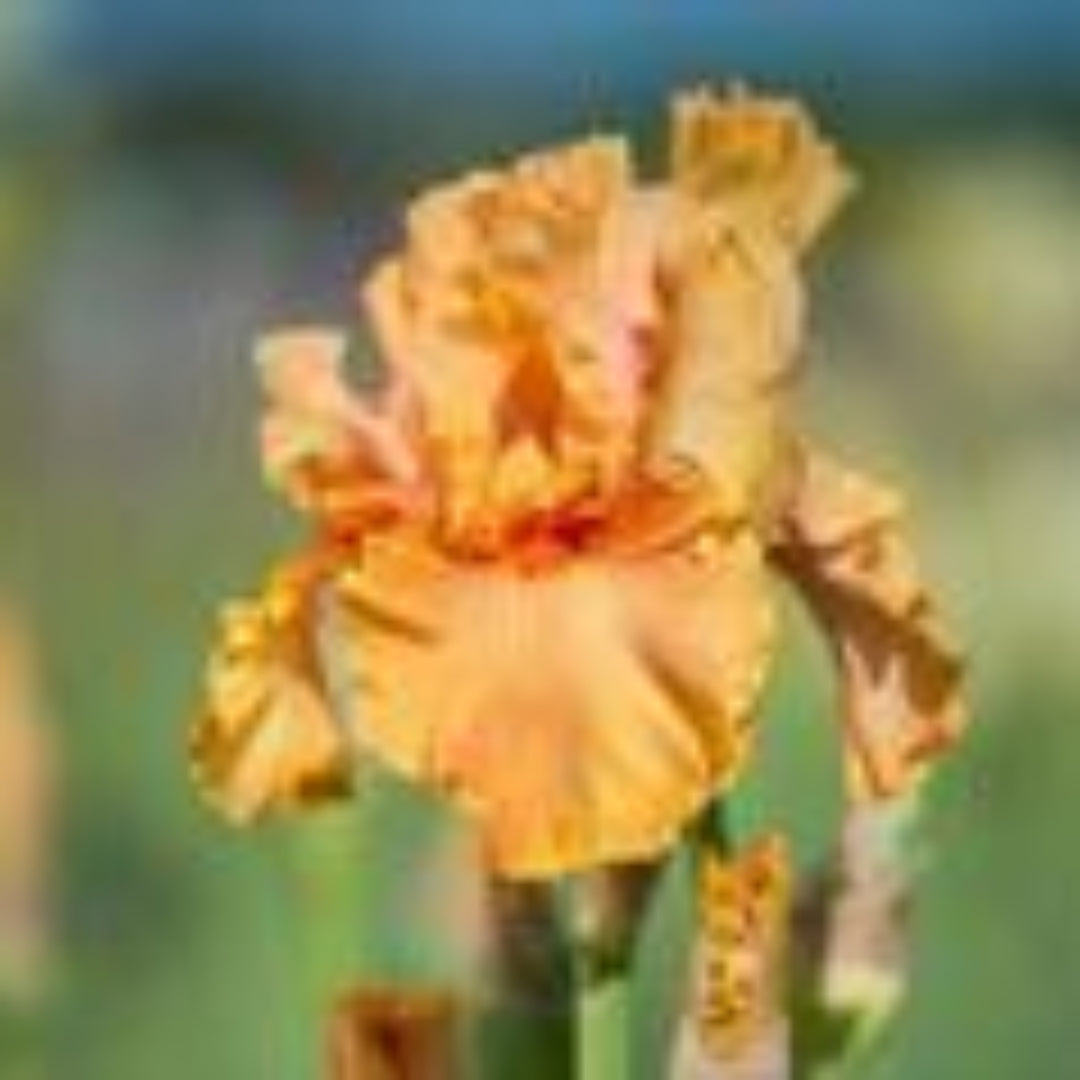 1 Gallon Pot: Iris Germanica &