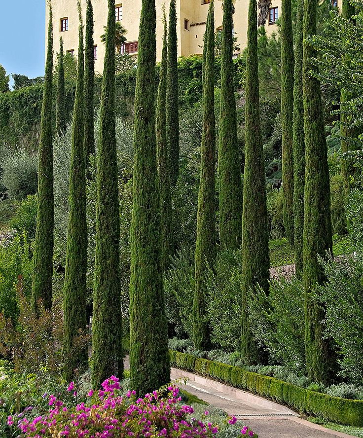 Italian Cypress is a Strikingly Thin Tall and Straight Evergreen Tree That Grows In An Elegant, Narrow Fashion