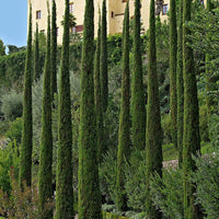 Italian Cypress is a Strikingly Thin Tall and Straight Evergreen Tree That Grows In An Elegant, Narrow Fashion
