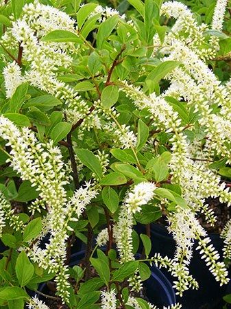 (1 Gallon) Little Henry Itea- Gorgeous White Flowers That Shoot Like Fireworks In The Early Summer
