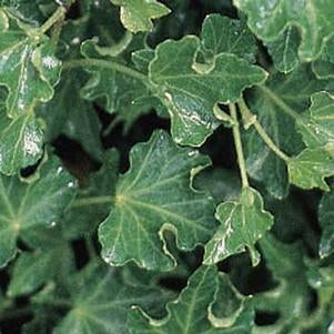 Hedera Helix &
