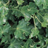 Hedera Helix &