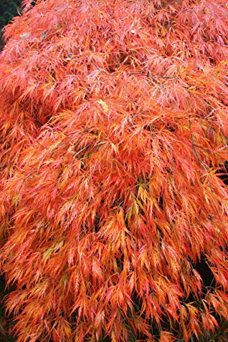 'Orangeola' Japanese Maple Trees