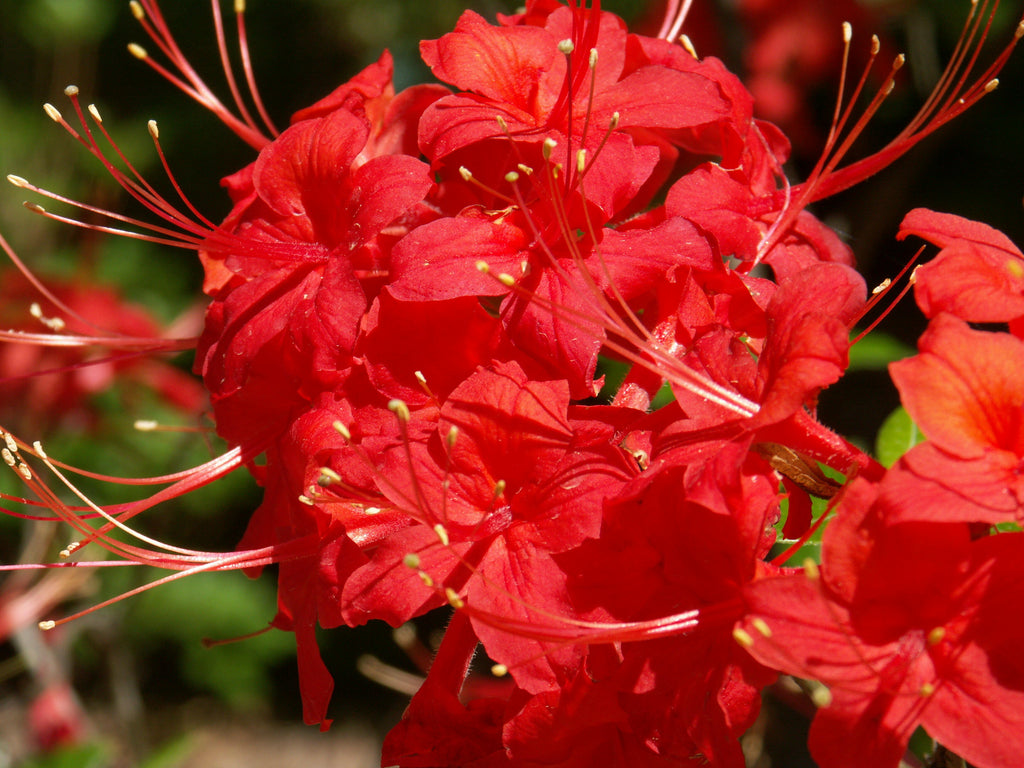 (1 Gallon) Jack Melton Rhododendron, a Scarlet Red Selection of The Oconee Azalea Blooms Late April Into May