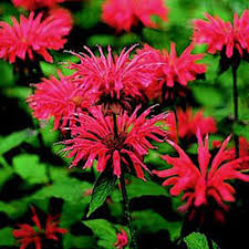 (1 Gallon)  Jacob Cline Bee Balm-  Drop-Dead Gorgeous Red Blooms