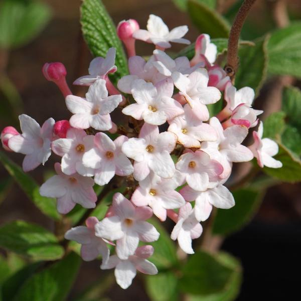 Juddii Viburnum-Intoxicatingly Fragrant Garden Shrub, Rounded Clusters of White Blooms