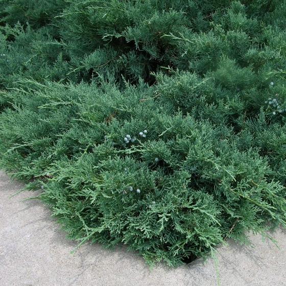 Sargents Juniper, Evergreen, Low-Maintenance, Ground Cover with Showy Fruit, Very Hardy and Easy To Grow